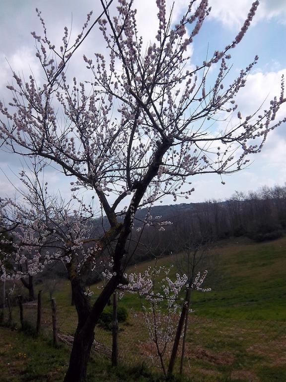 Agriturismo Norianino Montemerano Eksteriør bilde